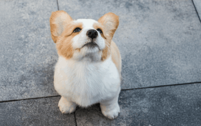 Kiedy rozpocząć szkolenie do wystaw i od czego zacząć?