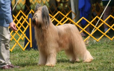 Czy warto szkolić psa do wystaw, jeśli planujesz zatrudnić handlera?